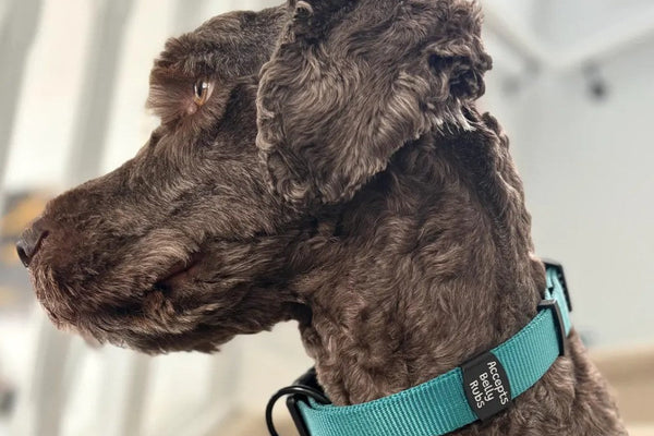 Why Our Silent Pet ID Tags Are A Game Changer For You And Your Pup