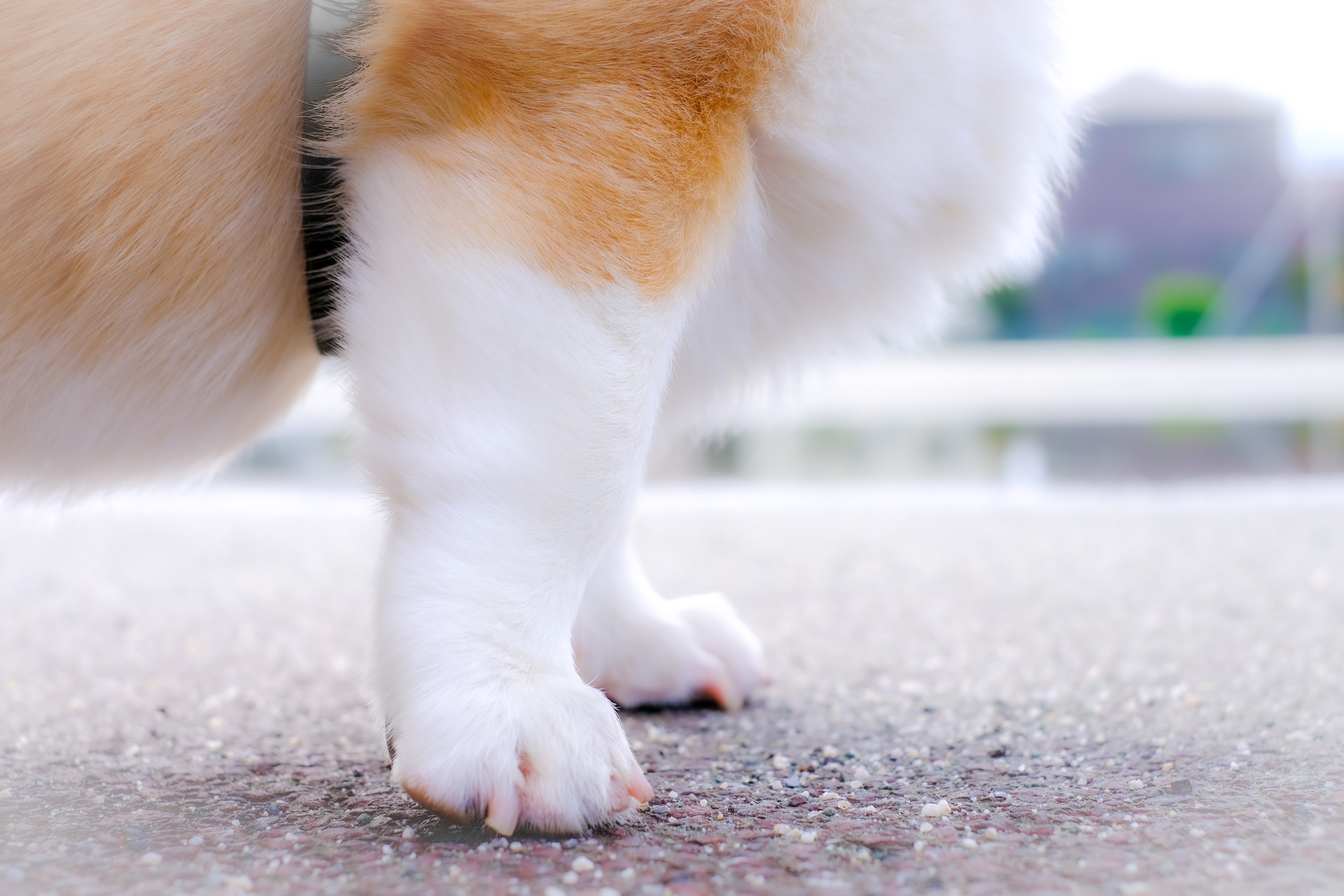 Because Being Low To The Ground Shouldn't Mean You Can’t Be Stylish