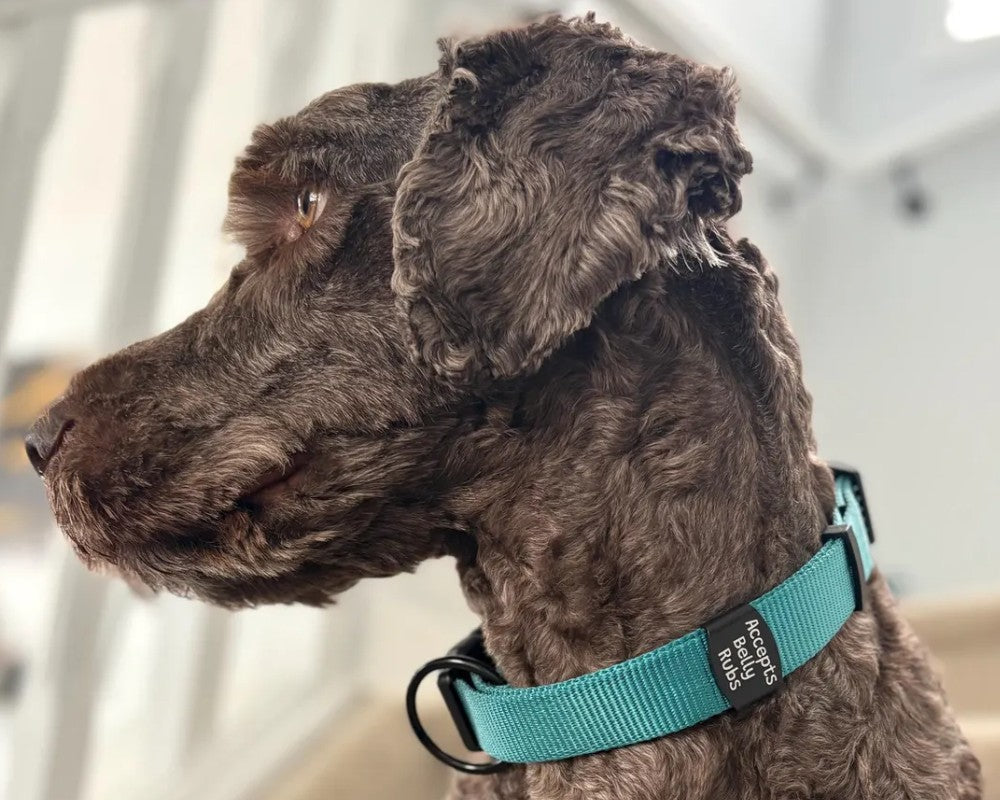 Why Our Silent Pet ID Tags Are A Game Changer For You And Your Pup