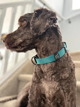 Labradoodle wearing a customizable silent dog tag