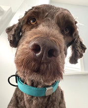 Labradoodle wearing a customizable silent dog tag