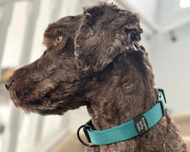 'Love Bug' Silent Pet Tag